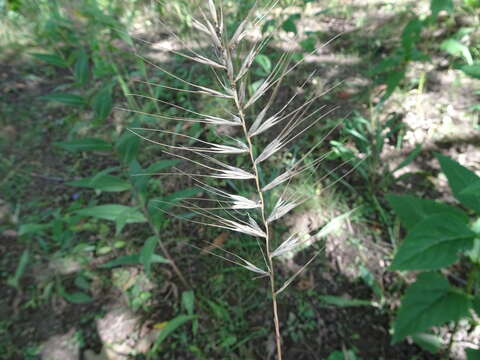 Imagem de Elymus hystrix L.