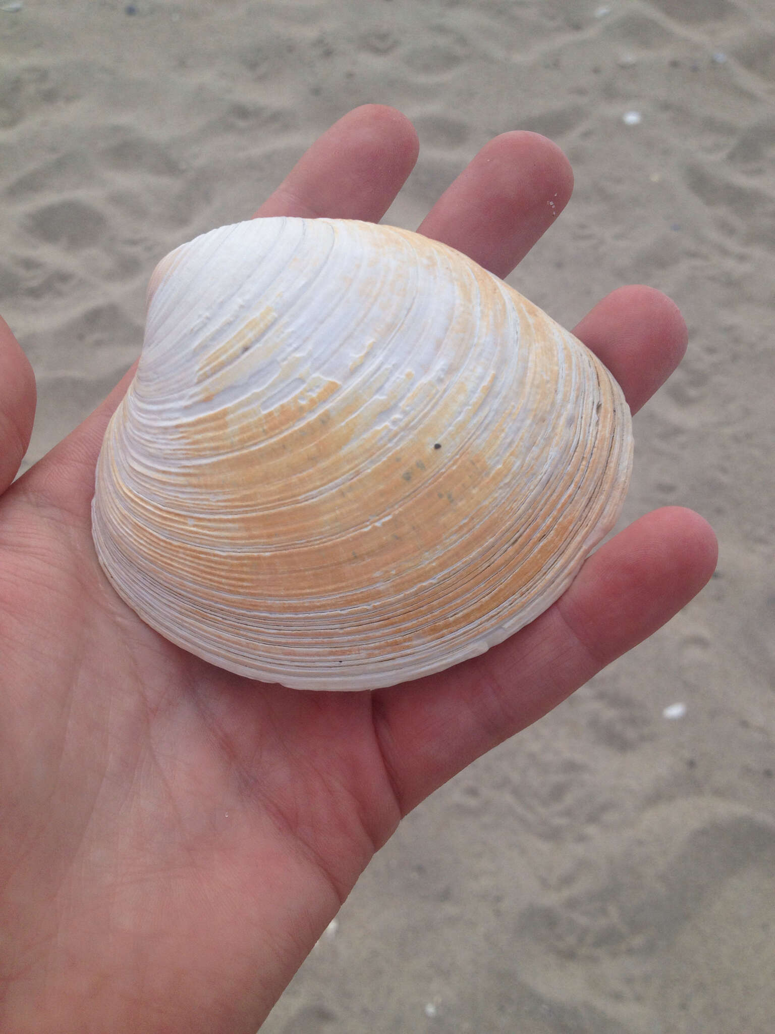 Image of quahog