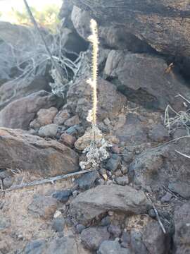 Слика од Echium triste Svent.