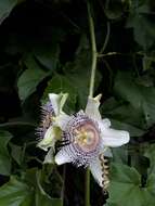 Passiflora adenopoda resmi