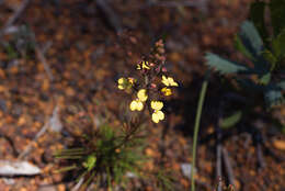 Image of Stylidium diuroides Lindl.