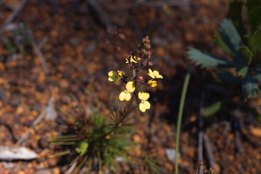 Image of Stylidium diuroides Lindl.