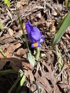 Image of dwarf violet iris