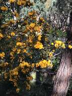 Image of Pultenaea forsythiana