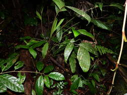 Image of Bactris oligocarpa Barb. Rodr.