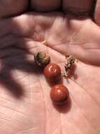 Imagem de Arctostaphylos glandulosa subsp. gabrielensis (P. V. Wells) J. E. Keeley, M. C. Vasey & V. T. Parker