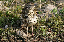 Image of White's Thrush