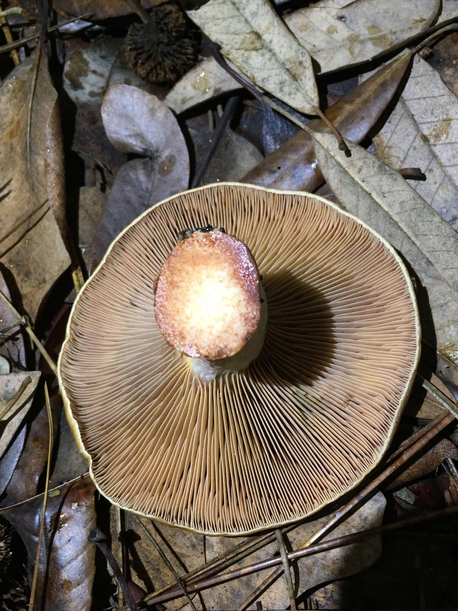 Image of Lactarius rubrilacteus Hesler & A. H. Sm. 1979