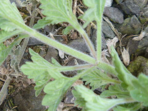 Image of Nepeta faassenii Bergmans ex Stearn