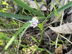 Sivun Wurmbea dioica subsp. dioica kuva