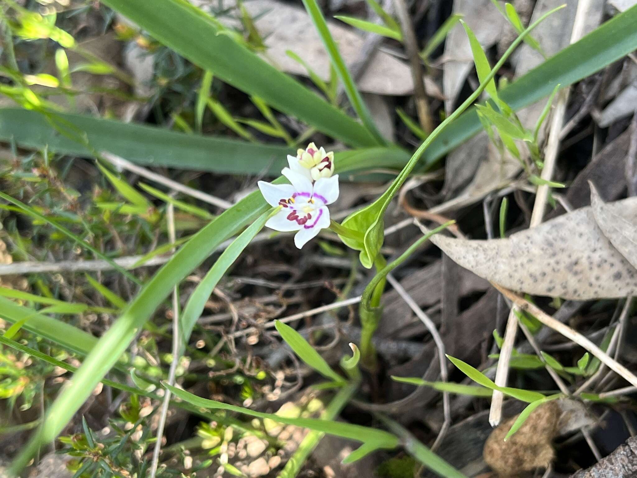 Image of Wurmbea dioica subsp. dioica