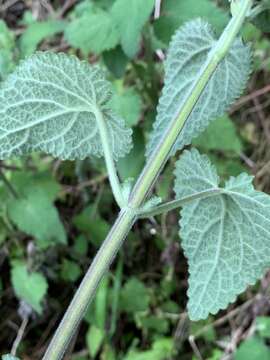 Stachys grandifolia E. Mey.的圖片