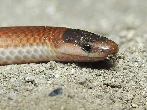 Image of Mexican Blackhead Snake