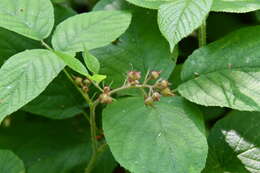 Imagem de Rubus hirtus Waldst. & Kit.