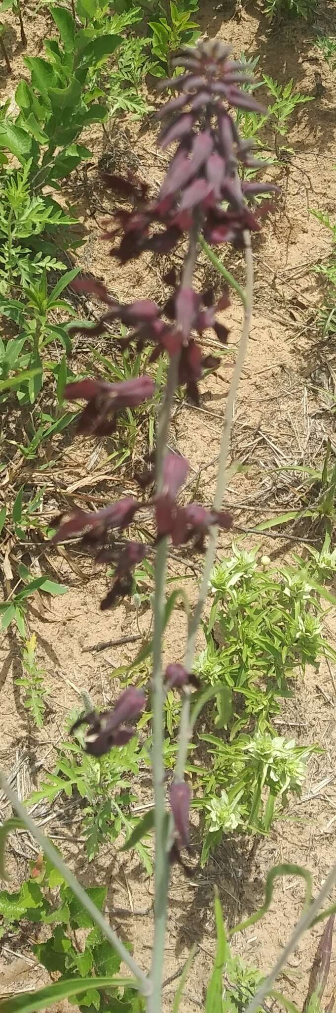 Слика од Streptanthus hyacinthoides Hook.