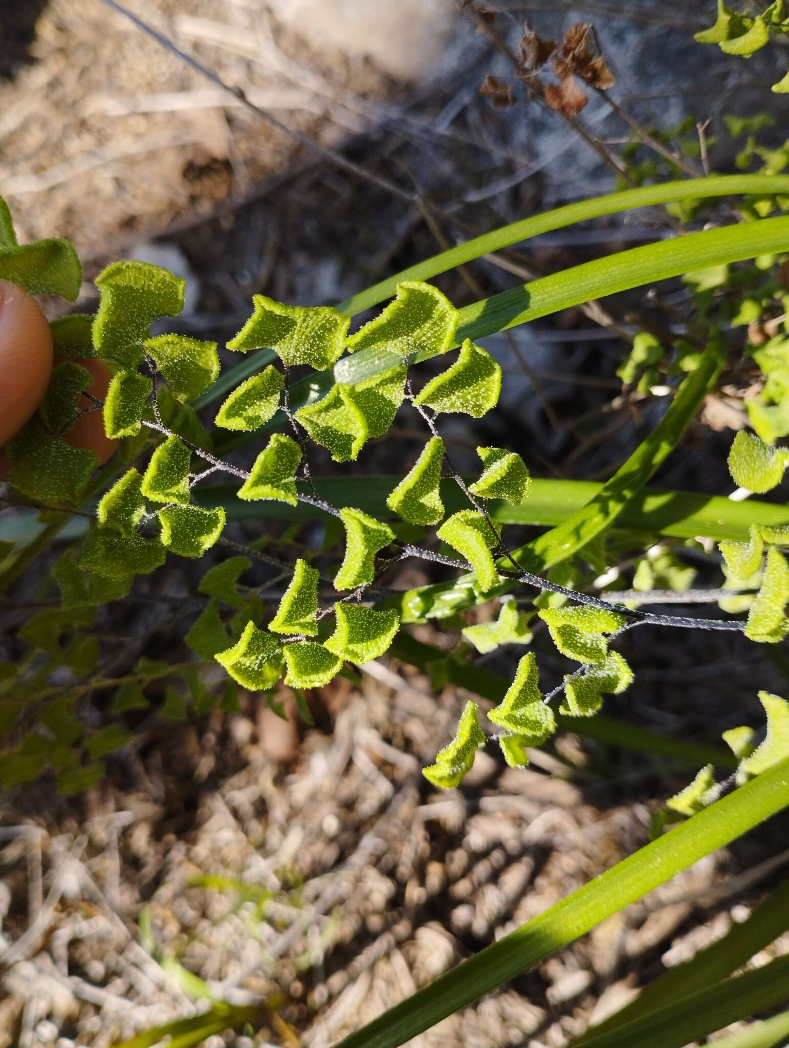 Adiantum chilense var. scabrum (Kaulf.) Hicken的圖片