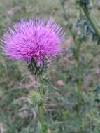 Image de Cirsium mexicanum DC.