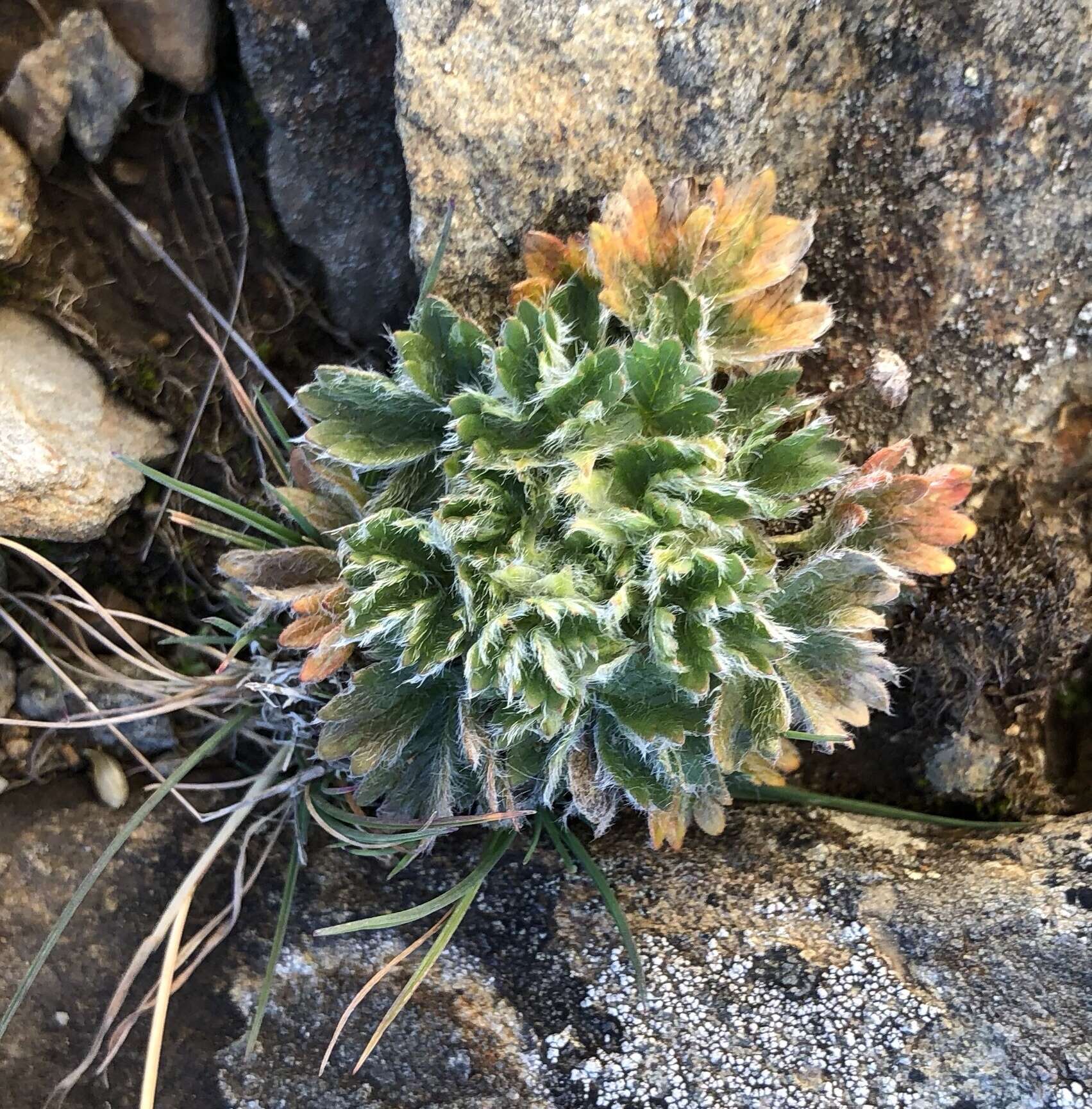 Image of dwarf mountain cinquefoil