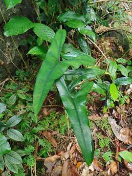 Alocasia wongii A. Hay的圖片