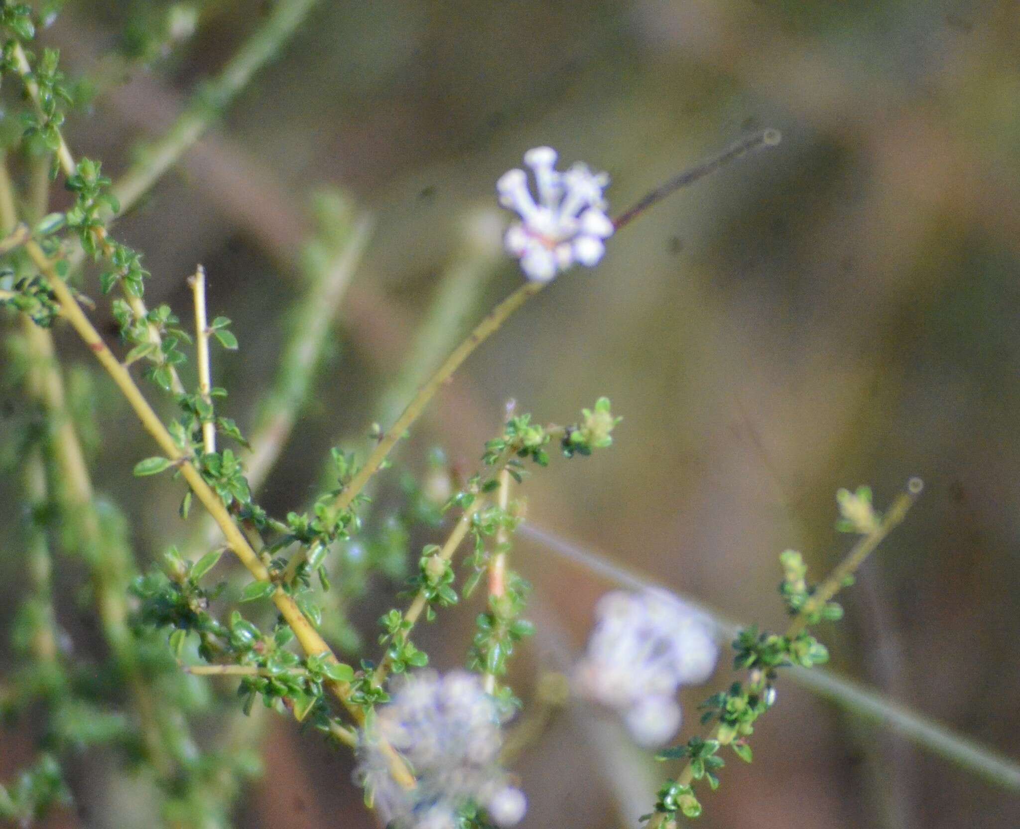 Image of littleleaf buckbrush