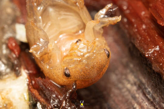 Image of Mangrove boring isopod