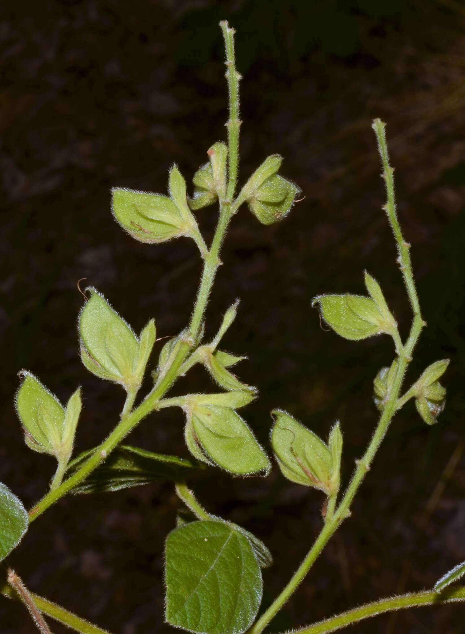 Plancia ëd Rhynchosia latifolia Torr. & A. Gray