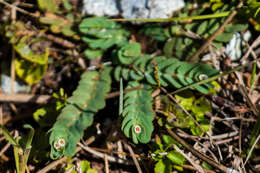 Euphorbia pergamena Small resmi