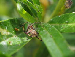 Image of Salsa fuliginata (L. Koch 1872)