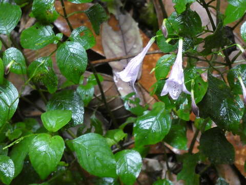 Sivun Isoglossa collina (T. Anderson) B. Hansen kuva