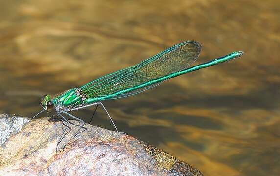 Image of Appalachian Jewelwing