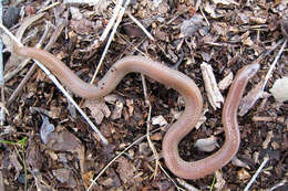 Image of Carphophis amoenus helenae (Kennicott 1859)