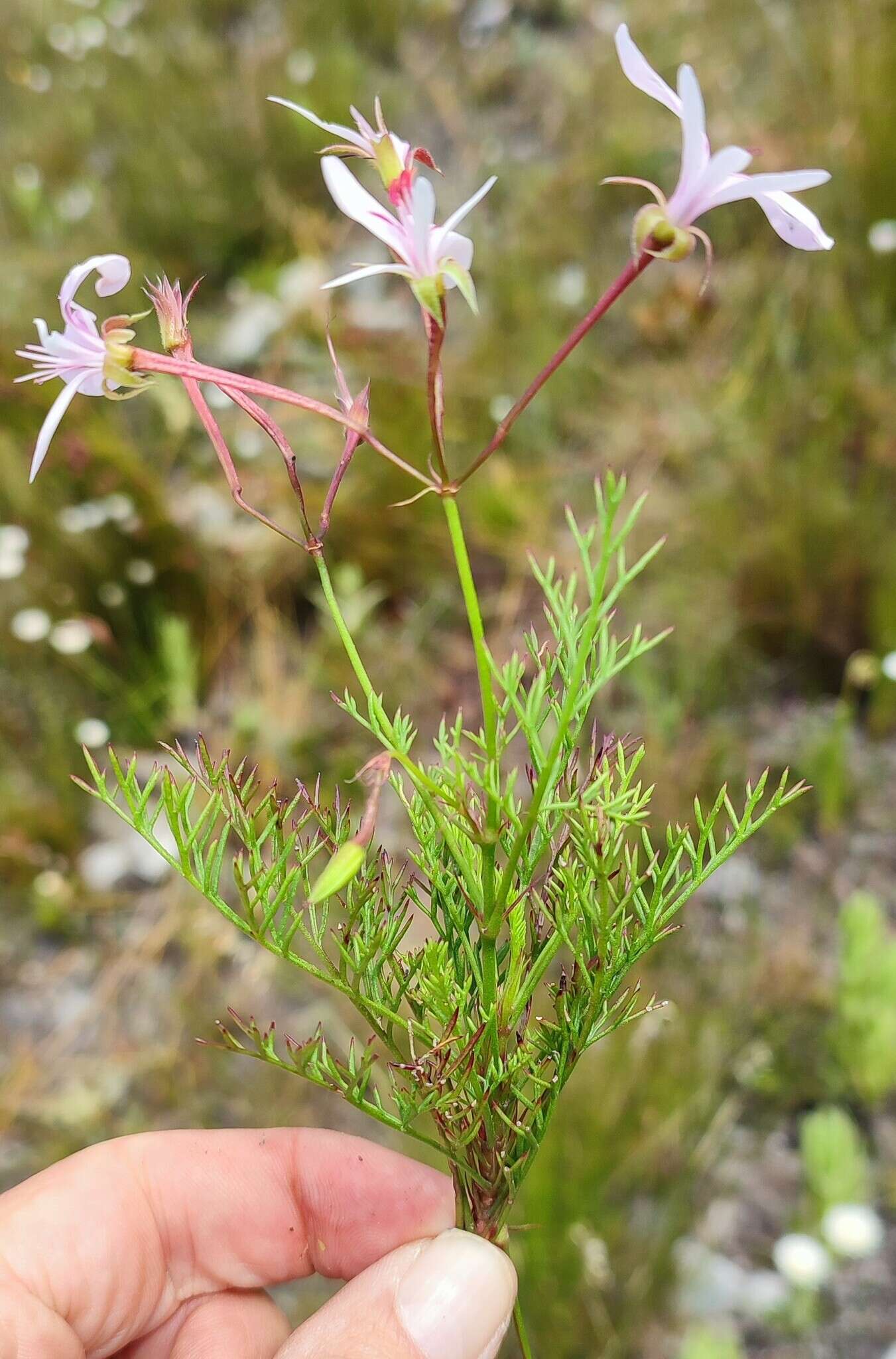 Image of Pelargonium divisifolium P. Vorster