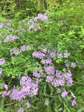 Imagem de Phlox divaricata L.