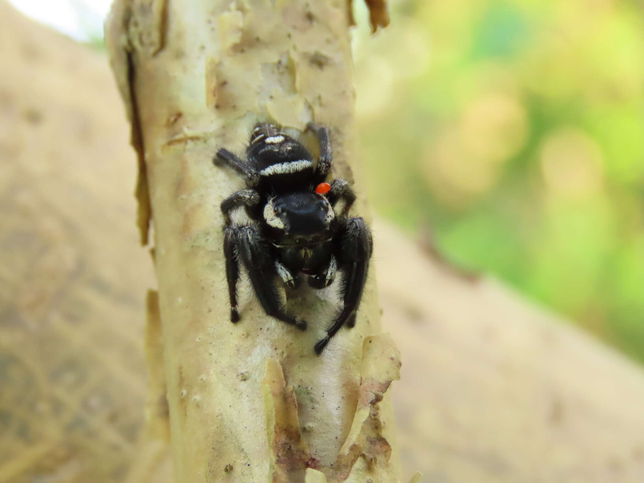 Sivun Phidippus maddisoni Edwards 2004 kuva