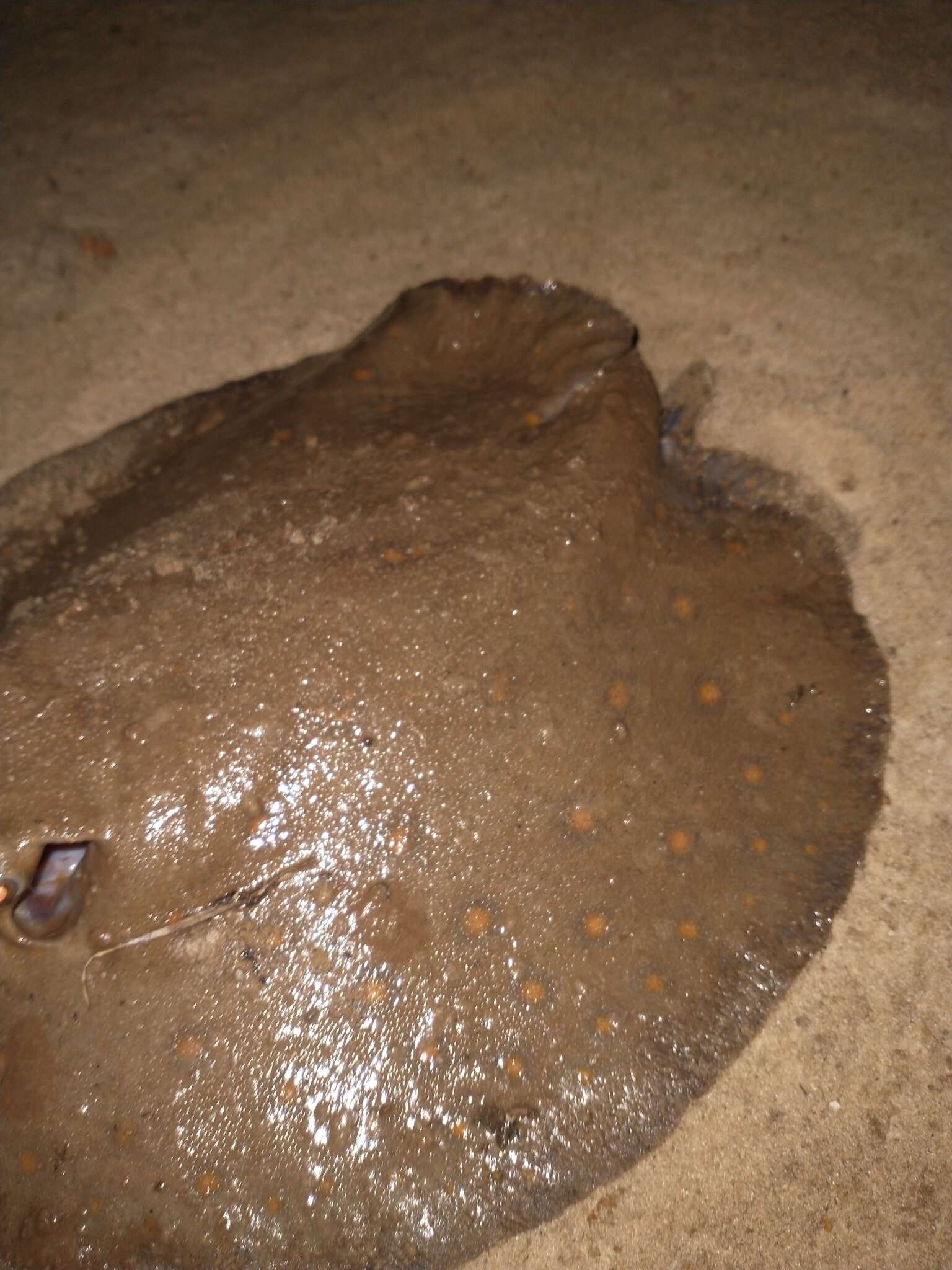 Image of Ocellate River Stingray