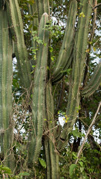 Image of Pilosocereus leucocephalus (Poselg.) Byles & G. D. Rowley