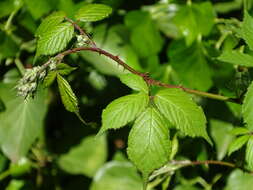 Image of Rubus rubritinctus W. C. R. Watson