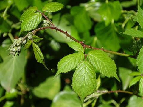 صورة Rubus rubritinctus W. C. R. Watson