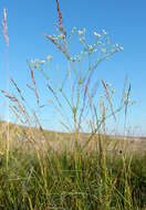 Image of Galium octonarium (Klokov) Pobed.