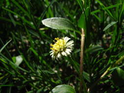 Image of Eclipta elliptica DC.