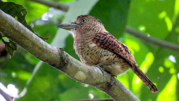 Image of Barred Puffbird