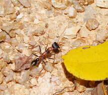 صورة Myrmecia nigrocincta Smith 1858