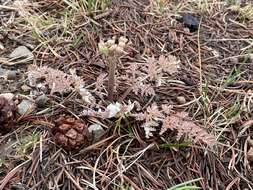 Image of Constance's springparsley