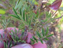 Image of Tephrosia grandiflora (Aiton) Pers.