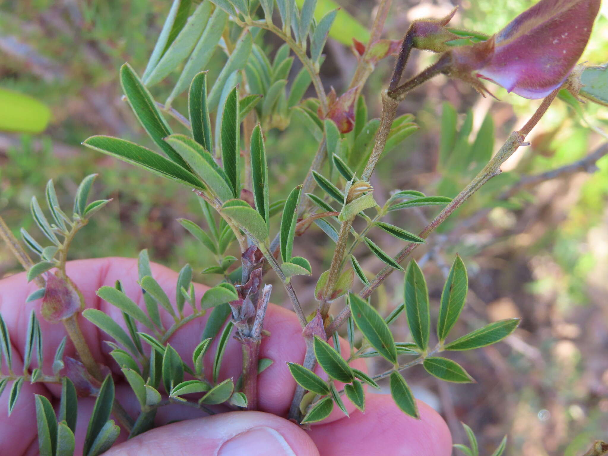 Image of Tephrosia grandiflora (Aiton) Pers.