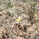 Image of Bulbine inamarxiae G. Will. & A. P. Dold