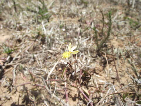 Image of Bulbine inamarxiae G. Will. & A. P. Dold