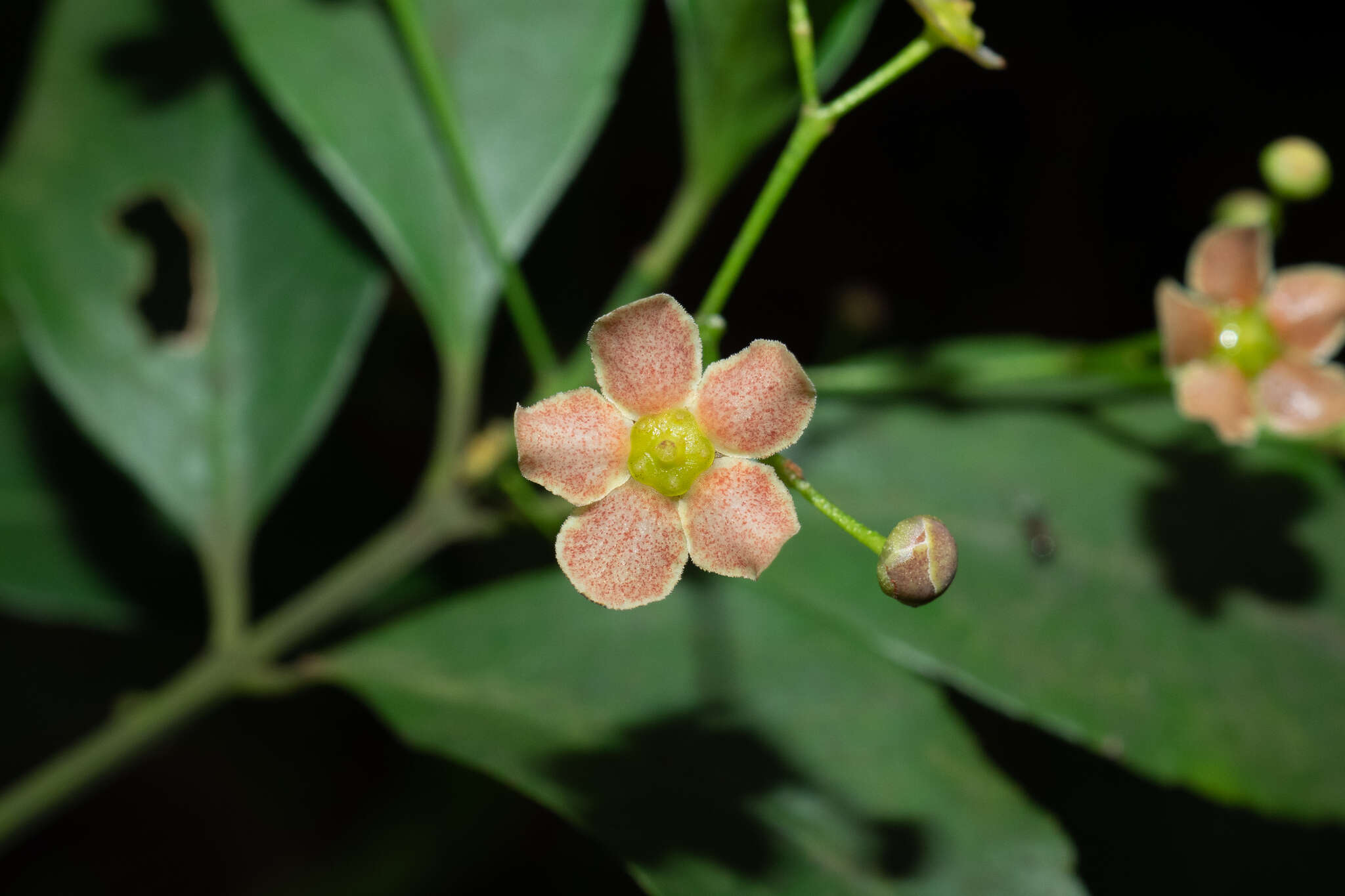 Imagem de Euonymus laxiflorus Champ. ex Benth.