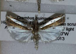 Image of Large-striped Grass-veneer Moth