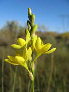 Image of Ixia odorata Ker Gawl.